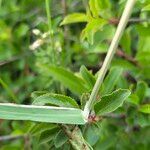Avenula pubescens Likasa