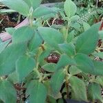 Kohleria hirsuta Blad