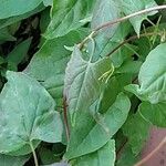 Fallopia dumetorum Leaf