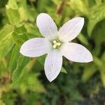 Campanula lactiflora फूल