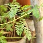 Prosopis cineraria Fuelha