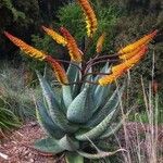 Aloe marlothii 葉