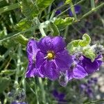 Solanum umbelliferum Květ