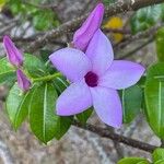 Cryptostegia grandiflora Flower