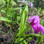 Bletilla striataЦвят