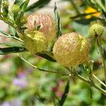 Gomphocarpus physocarpusFruit