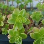 Sedum kimnachii Frunză