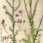 Volutaria tubuliflora Otro