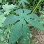 Merremia tuberosa Blad