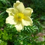 Pulsatilla alpinaÇiçek