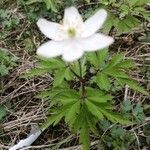 Anemonoides nemorosa Kvet