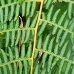 Pteridium caudatum Leaf