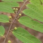 Grewia mollis Hoja
