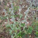 Stachys germanicaBloem