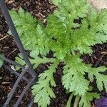 Tanacetum parthenium Hoja