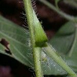 Dalechampia websteri Corteza