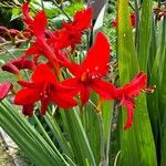 Crocosmia paniculata Flower