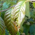 Cephalanthus occidentalis Ліст