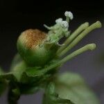 Dalechampia websteri Fruto