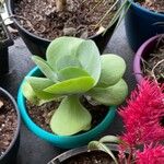 Cotyledon orbiculata برگ