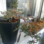 Juniperus horizontalisبرگ