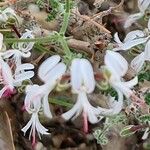 Pelargonium carnosum Blüte