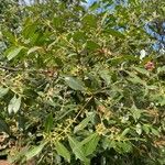 Catha edulis Άλλα