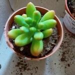 Sedum pachyphyllum Φύλλο