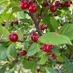 Prunus tomentosa Fruit