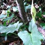 Arum cylindraceumFlor