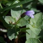 Torenia crustacea Folha