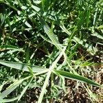 Valeriana lecoqii برگ