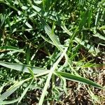 Centranthus lecoqii Leaf