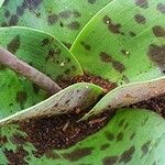 Ledebouria kirkii Habitat