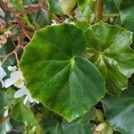 Begonia minor Leaf