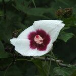 Hibiscus platanifolius Çiçek