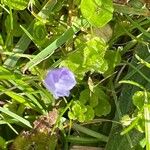 Veronica filiformis List