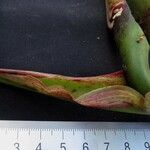 Philodendron purpureoviride Plod