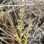 Polygonum plebeium Hoja