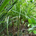 Pandanus letocartiorum Habit