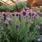 Lavandula stoechasÇiçek