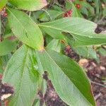 Aronia arbutifolia Feuille