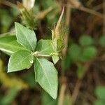 Blepharis maderaspatensis Leaf