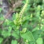 Teucrium scorodonia 花