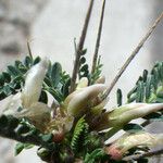 Astragalus greuteri Blüte