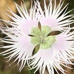 Dianthus hyssopifolius Flor