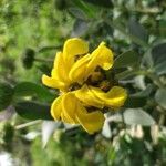 Phlomis floccosa Çiçek