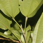 Hasseltia floribunda Лист