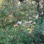 Spiraea cantoniensis Habitus