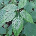 Rubus macrophyllus Blad